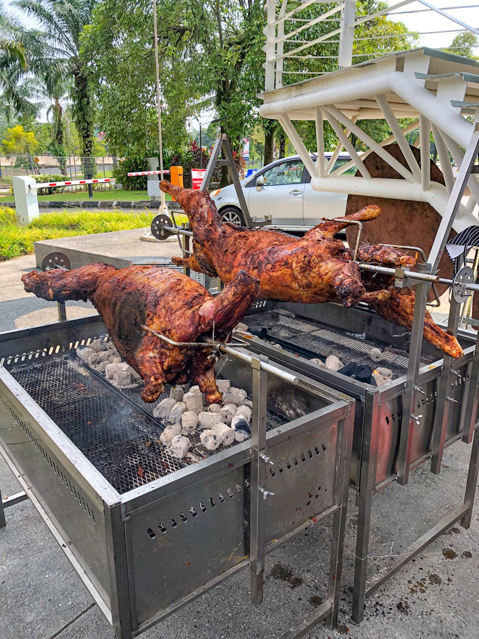 kambing golek premium. kambing golek aqiqah. kambing golek sedap